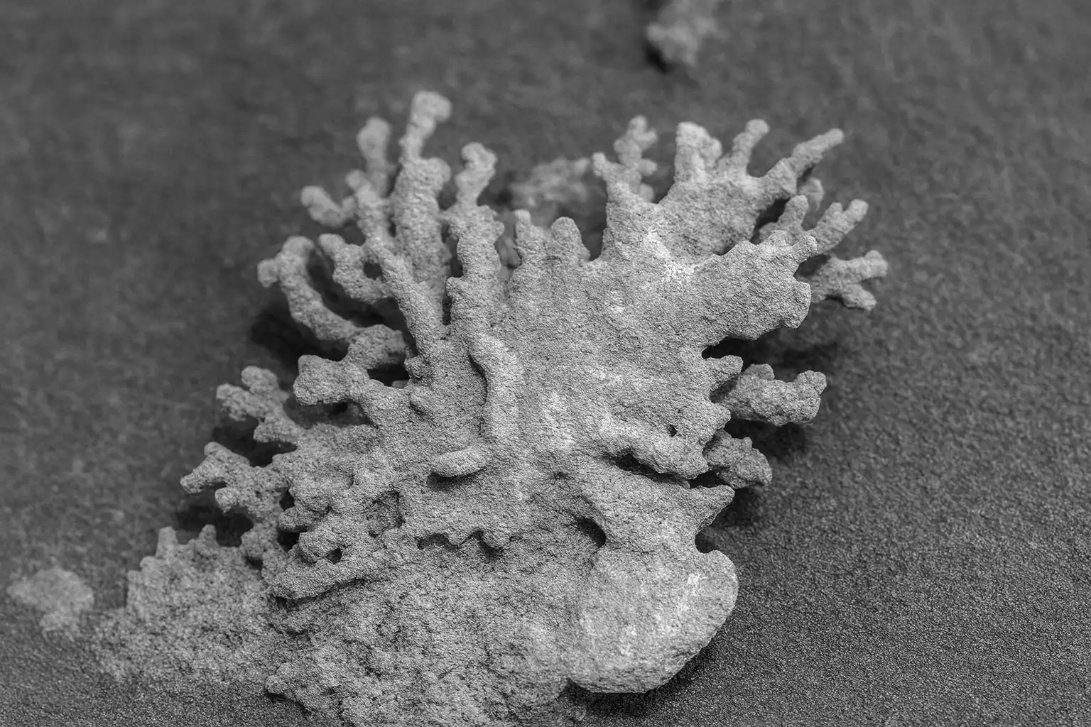 Łazik Curiosity odkrył na Marsie formację przypominającą koralowiec