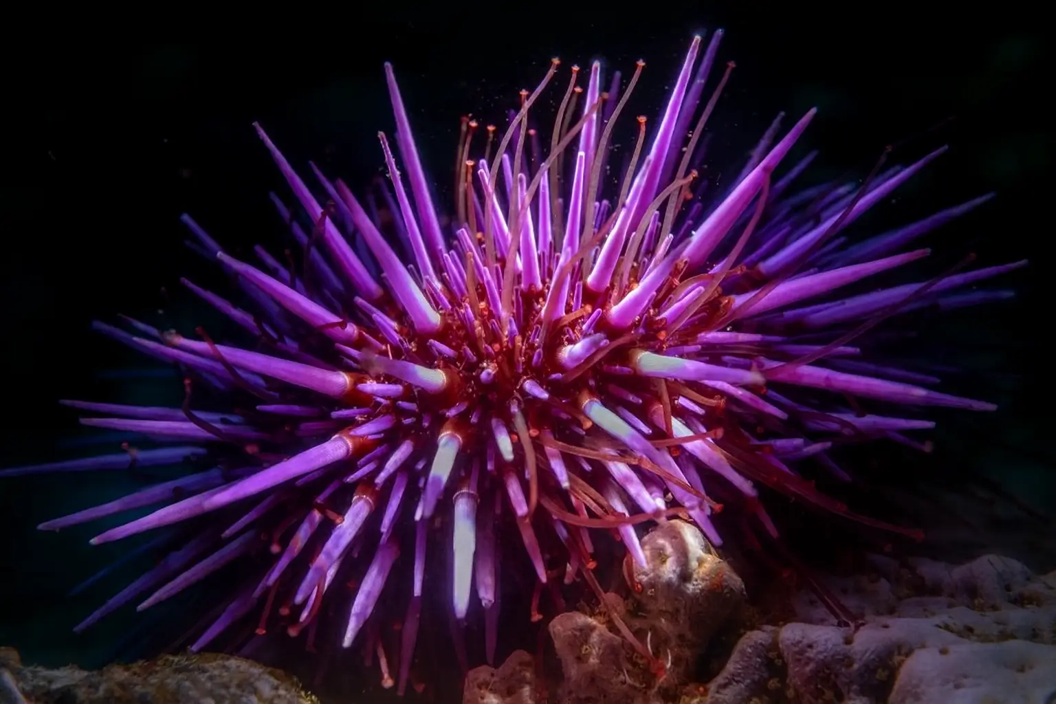 Ciało jeżowców działa bez pojedynczego mózgu